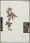 Foto von Salix alba L.